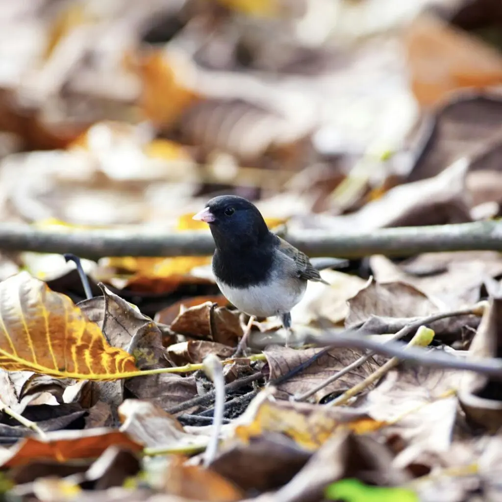 Plantilla CES 2026 02 16T123447.791