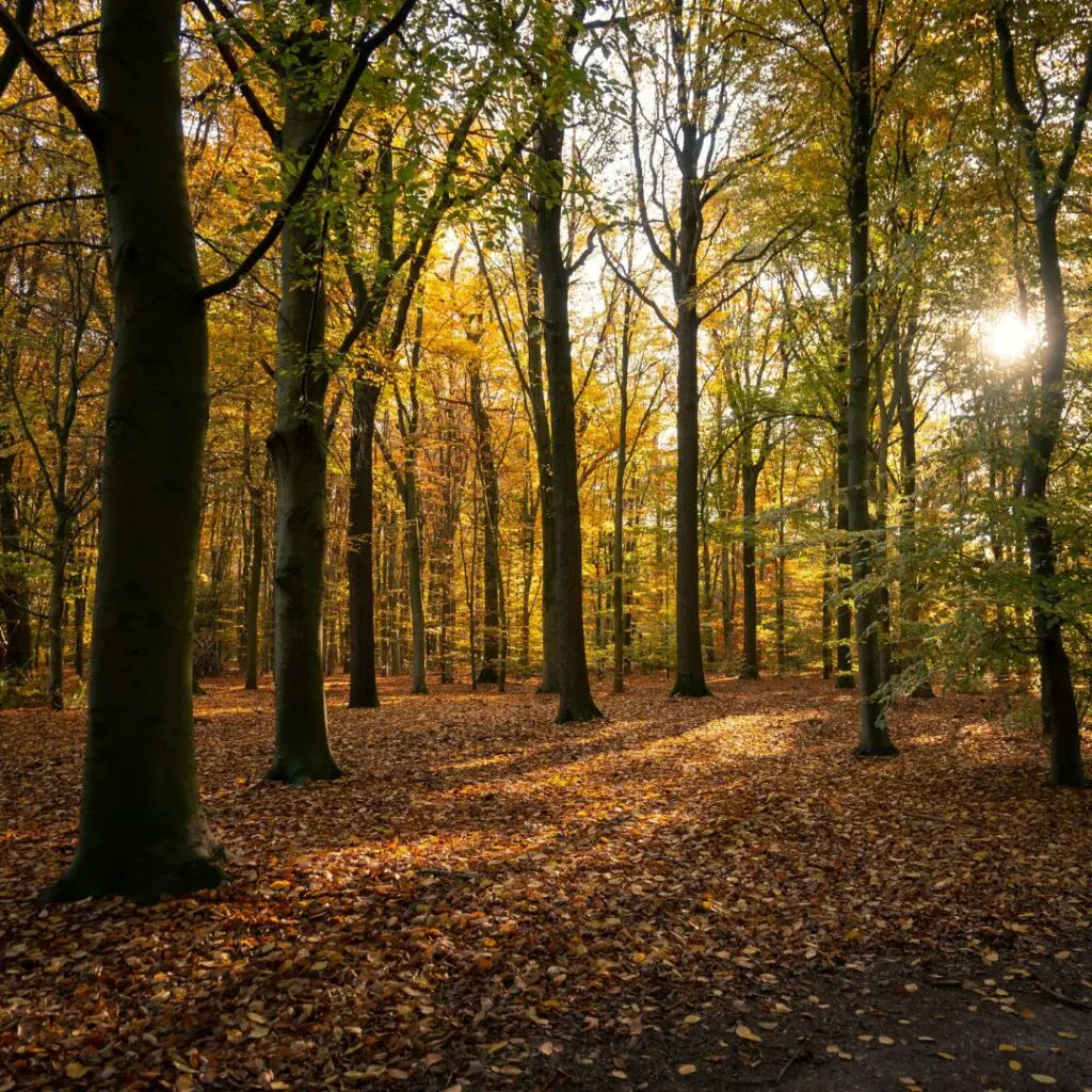 Plantilla CES 2026 02 27T122202.641