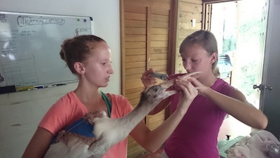 Voluntariado con animales en Guatemala