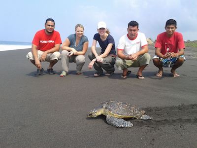 Voluntariado en Guatemala tortugas Hawaii