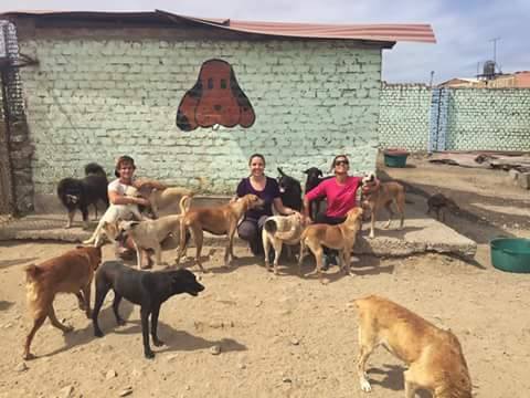 Voluntariado con animales en Trujillo, Perú