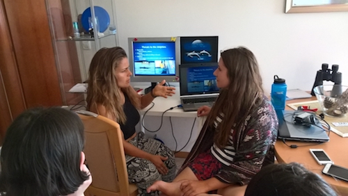 Voluntariado verano Croacia delfines investigación