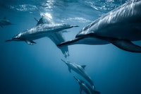 Voluntariado verano Croacia delfines pequeños
